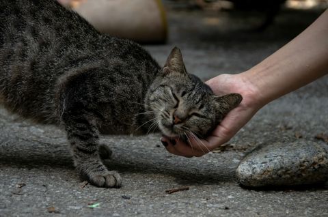 Η Επιτροπή καταχωρίζει εν μέρει την Ευρωπαϊκή Πρωτοβουλία Πολιτών για την προστασία των αδέσποτων σκύλων, των αδέσποτων γατών και των ζώων σε καταφύγια