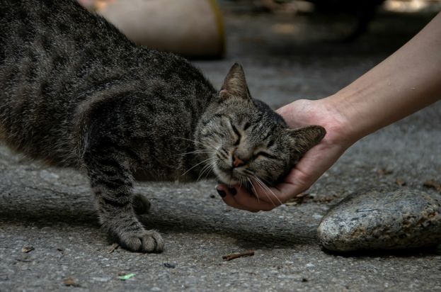 Η Επιτροπή καταχωρίζει εν μέρει την Ευρωπαϊκή Πρωτοβουλία Πολιτών για την προστασία των αδέσποτων σκύλων, των αδέσποτων γατών και των ζώων σε καταφύγια