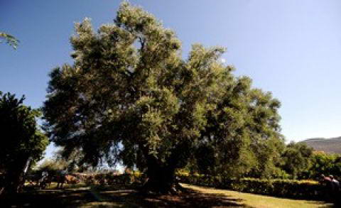 Προώθηση ελληνικών γεωργικών προϊόντων – 8 νέα προγράμματα!
