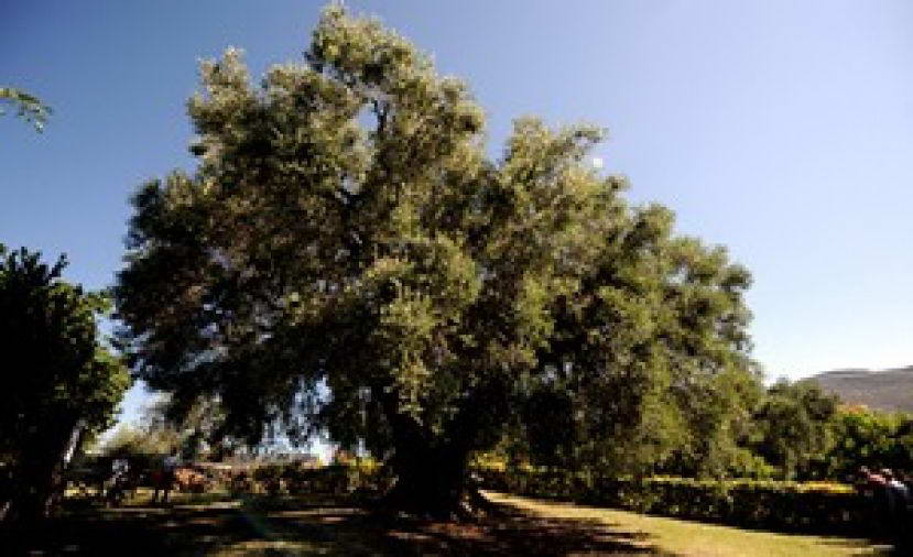 Προώθηση ελληνικών γεωργικών προϊόντων – 8 νέα προγράμματα!